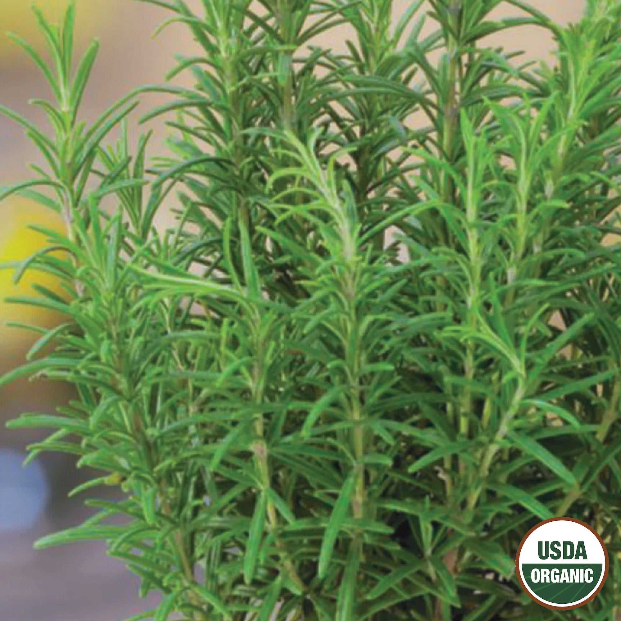 A close-up image of an organic rosemary plant with a 'USDA Organic' label in the bottom right corner.